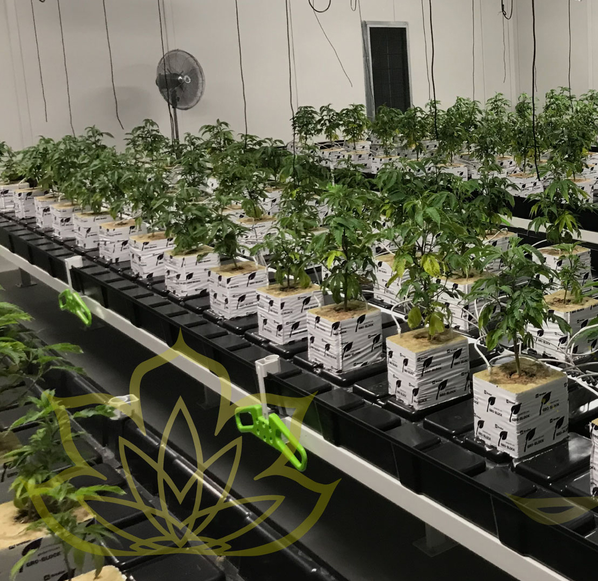 SmokerFarms–testimonial